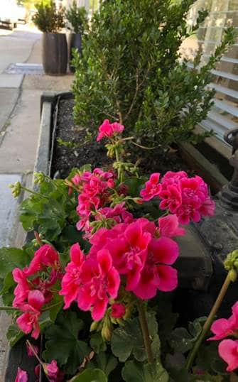 Pink geraniums